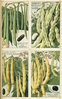 Bean cultivars illustrated in 1891 catalog