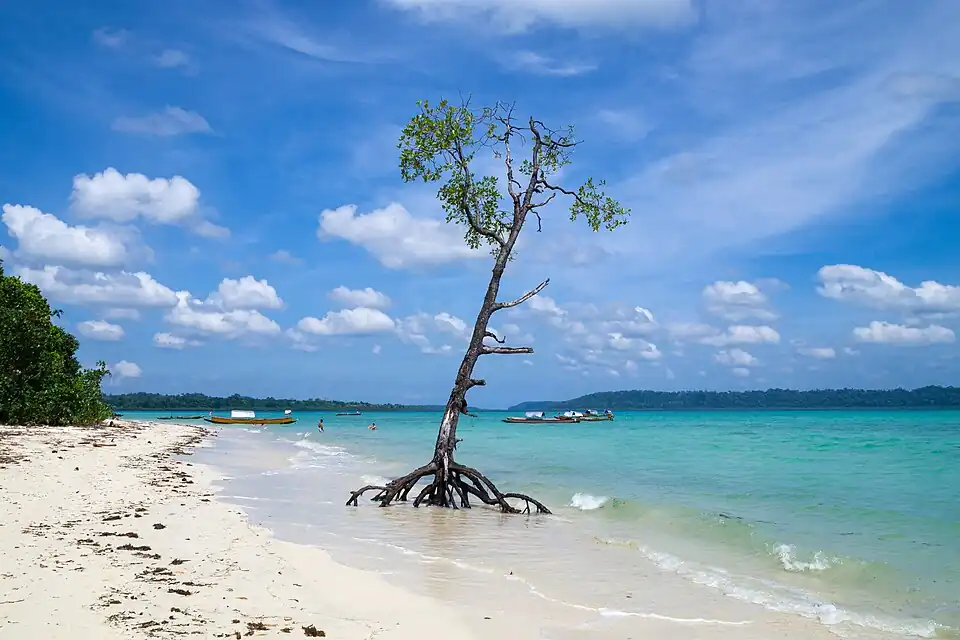 A mangrove tree on a beach on Havelock Island, the Andaman and Nicobar Islands