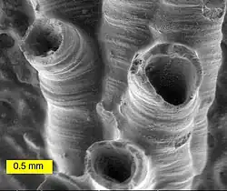 SEM image of a hederelloid from the Devonian of Michigan (largest tube diameter is 0.75&nbsp;mm)