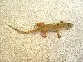 Hemidactylus mabouia, a tropical gecko, in Dominica