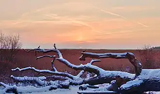 Northern coast of the Neva Bay