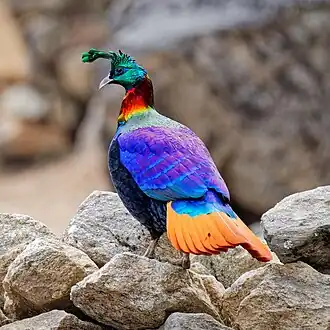 A male Himalayan monal in Sagarmatha National Park, Nepal