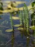 Hippuris - emergent and floating leaved