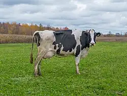a black-and-white cow