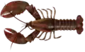 Clawed lobster