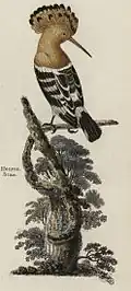 The hoopoe was recorded as residing in Britain in the 18th century.