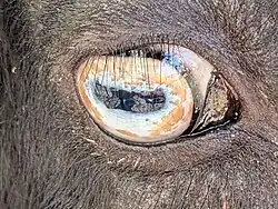 A goat with horizontal rectangular pupils