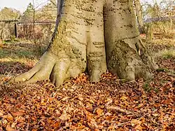 Typical rootstock of a Fagus sylvatica atropurpurea.