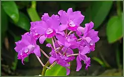 The guaria morada (Guarianthe skinerri) was declared the national flower of Costa Rica through Agreement No. 24 of June 15, 1939.