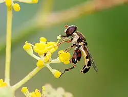 Male Syritta pipiens hoverflies use motion camouflage to approach females