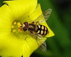 A fly pollinating a yellow flower with yellow stamens