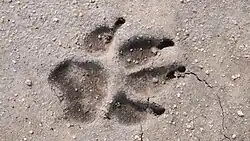 Photo of a footprint of a dog in the sand
