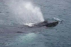 blowing as it surfaces