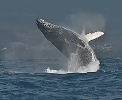 A humpback whale off St-Gilles
