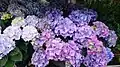 Purple hydrangea flowers
