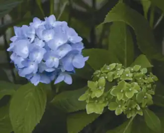 Two Hydrangea flowers, the left one is a normal blue colour, but the right one has green petals, an example of phyllody.