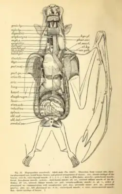 A scientific illustration of the internal anatomy of a megabat. Its organs are individually labelled.