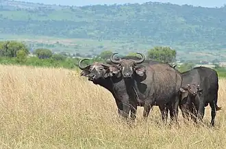 Virunga buffalo herd