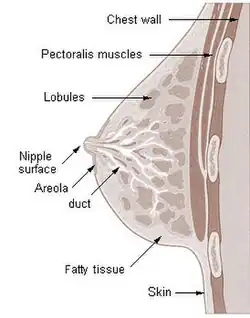 Cross section of the breast of a human female