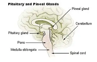 Pituitary and pineal glands