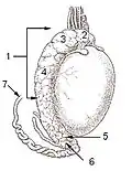 Testis surface