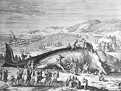 Engraving by Gilliam van der Gouwen depicting a stranded sperm whale being butchered on the Dutch coast, 1598