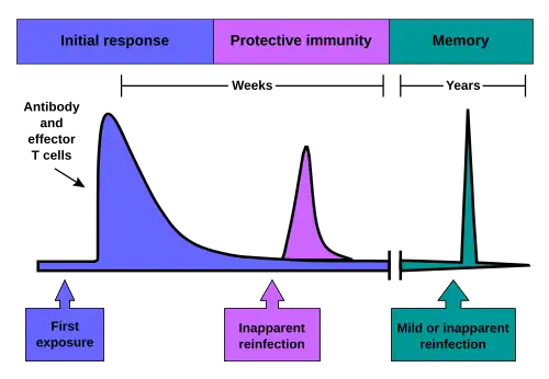 The initial response involves antibody and effector T-cells. The resulting protective immunity lasts for weeks. Immunological memory often lasts for years.