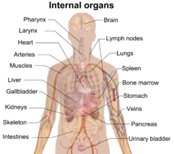 The internal organs and their contents