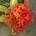 Ixora coccinea