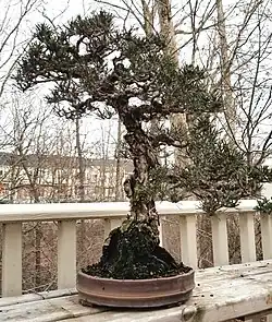 Pinus thunbergii 'Kotobuki' as a 65-year-old bonsai