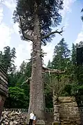 Large deodar cedar in Jageshwar temple at Almora, Uttarakhand in the Himalayas