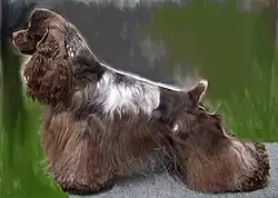 A long-haired, brown and white colored dog is seen in profile view.