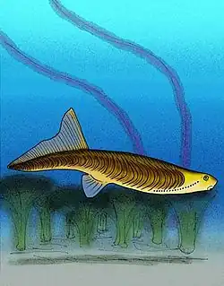 Jamoytius was an enigmatic vertebrate that is possibly related to Anaspid fish