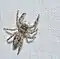 Jumping spider (48128064301)