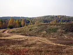 Heath in the Põhja-Kõrvemaa Nature Reserve in Estonia