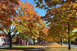 A bright autumn day with a vanishing point along a sidewalk
