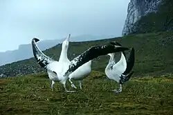 Three massive birds stand on low grasslands, the closest bird has its long wings outstretched and its head pointing upward