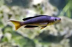 Cyprichromini (E): Cyprichromis microlepidotus and other members of this tribe are open-water planktivores[50][51]