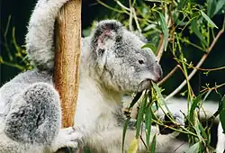 Koala (Phascolarctos cinereus) eating the leaves