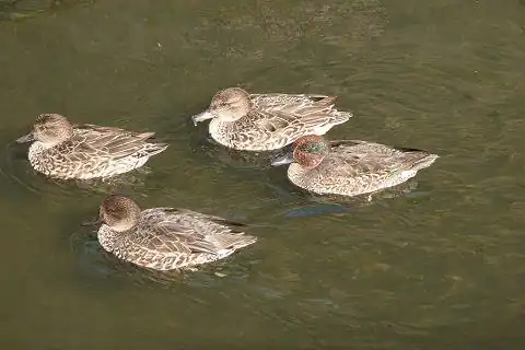 Drake in eclipse plumage (rightmost bird), female and young