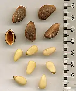 Pinus koraiensis seeds