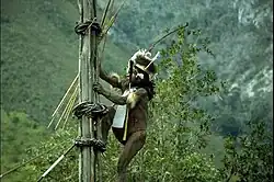 Yali Mabel, Anemaugi Village War Chief climbing kayo (traditional watchtower) at Baliem Valley in Highland Papua
