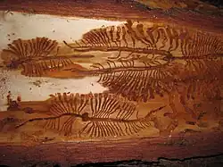 Galleries of Ips cembrae under the bark