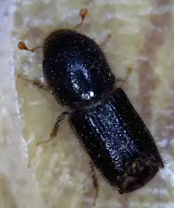 Adult large larch bark beetle, Ips cembrae