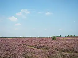 Lüneburg Heath, an anthropogenic heath in Lower Saxony, northern Germany