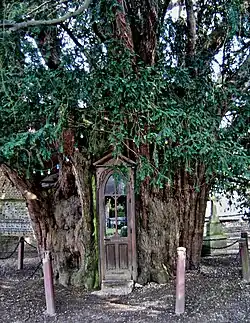 Norman chapel in a yew tree, Church of Notre-Dame, La Haye-de-Routot, France