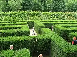 Yew hedges for the Schönbrunn maze