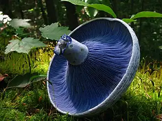 Lactarius indigo[36]