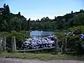 Hydrangeas near the Black Lake of Gramado, southern Brazil