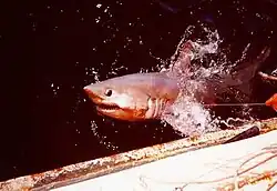 Shark breaking the water surface next to a ship, with a fishing line coming from its mouth